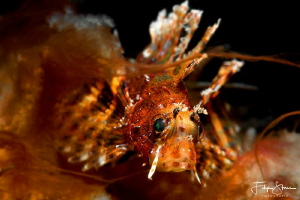Juvenile Lionfish, Puerto Galera, The Philippines. by Filip Staes 